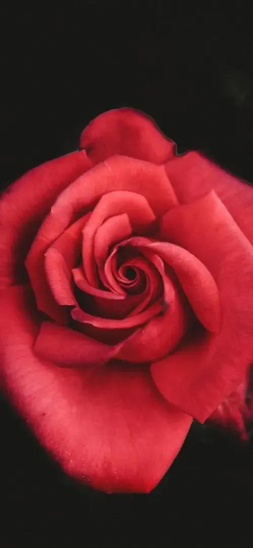 农历四月十五日，送你九九红玫瑰，祝君事业红红火火