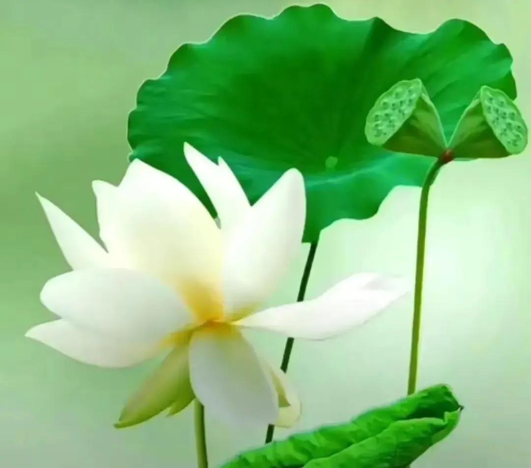 寂寞空庭美文,寂寞空庭春欲晚全集