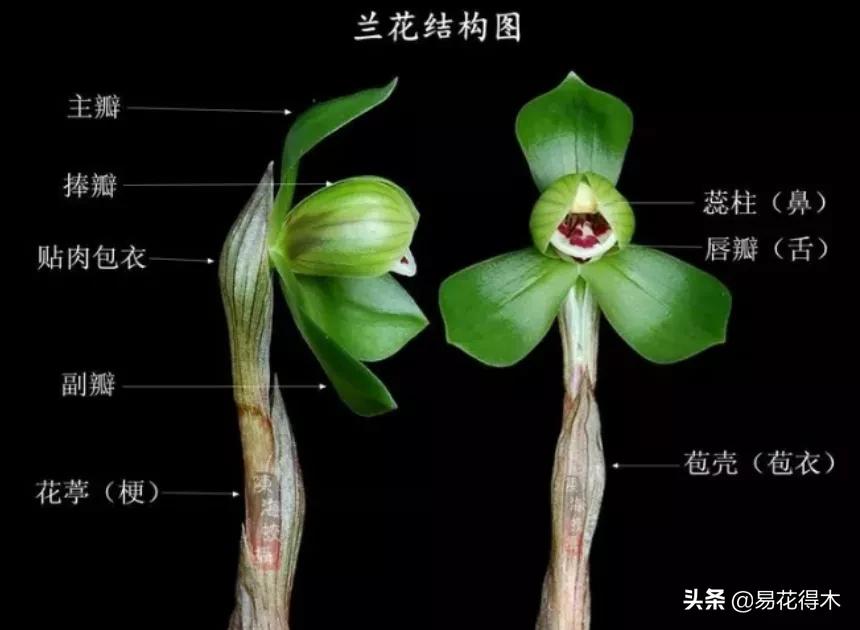 兰花上盆如何避免空根生长,兰花开始开花怎么养护好看