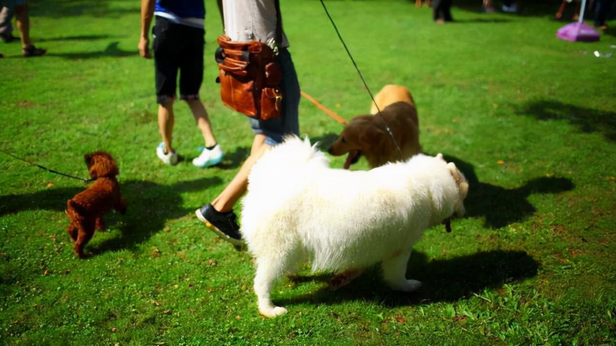 狗狗怀孕常见的四个问题，尤其是第二个