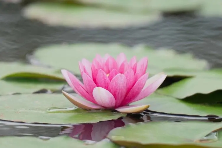 中国荷花和佛教的莲花,莲花和荷花哪个代表佛教