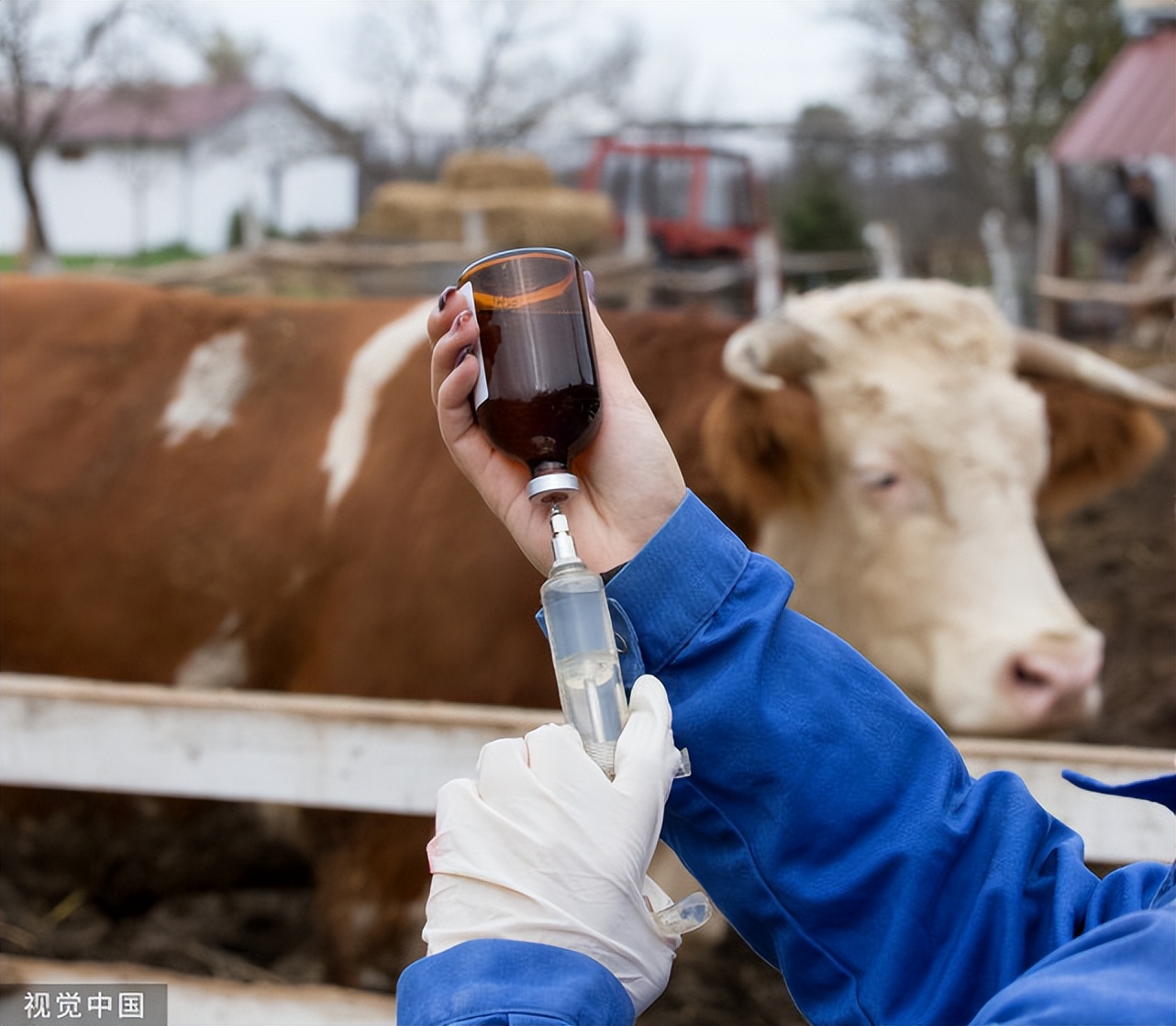 牛流行性高热病,牛高热怎么办