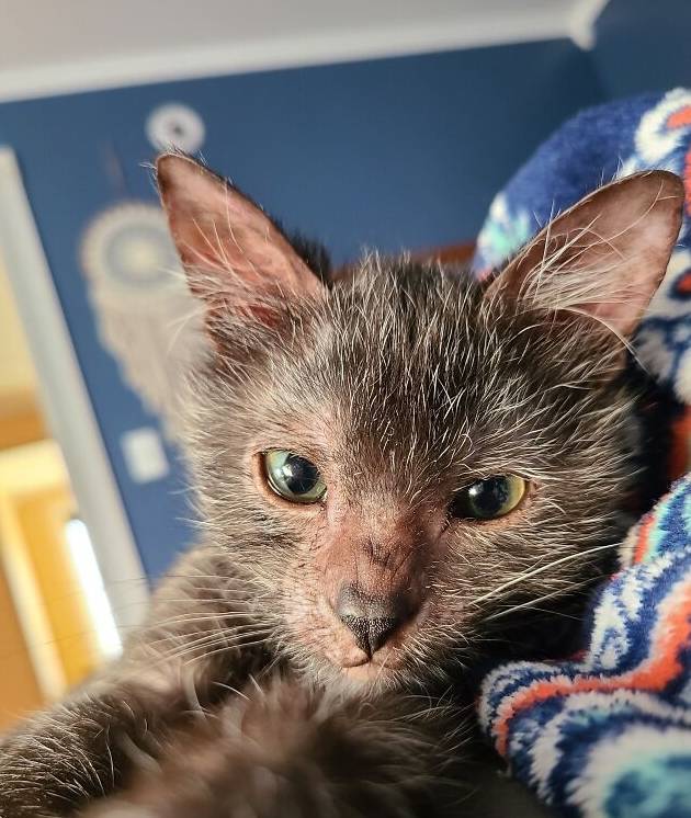 狼人猫长啥样,狼人猫长什么样子