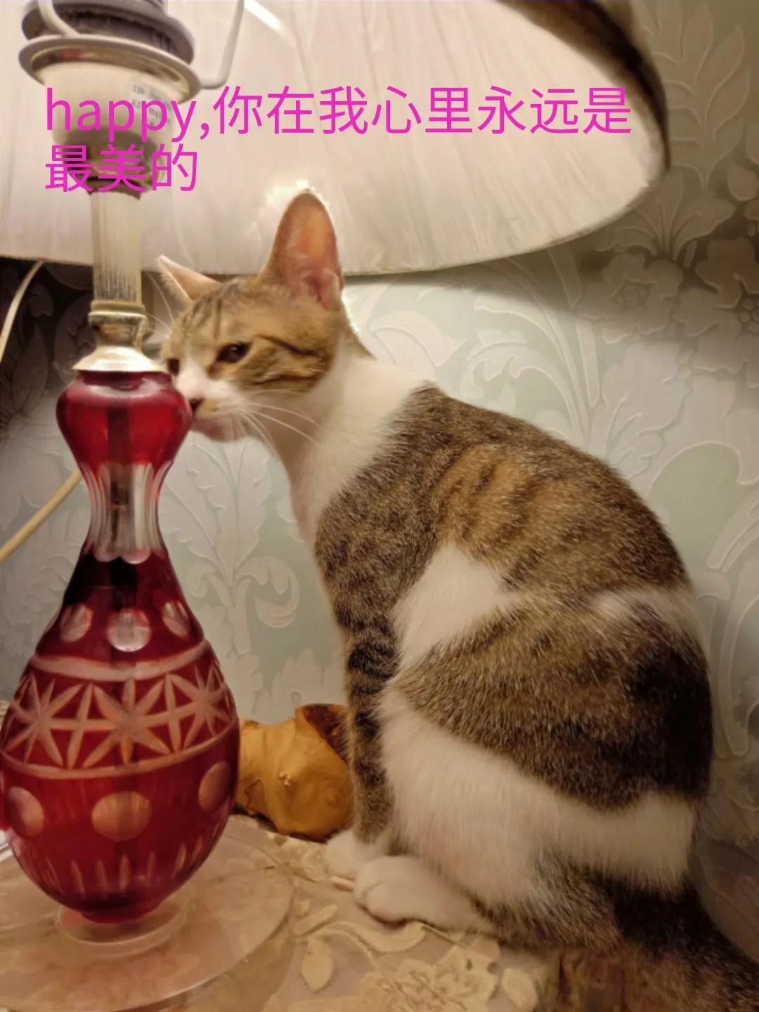 happy鎴戠殑濂冲鎻掓洸,浣爃appy鎴戜篃happy