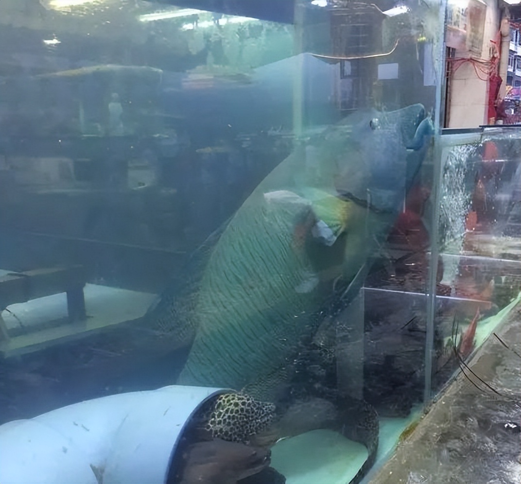 香港海鲜市场生猛海鲜,香港最大水产品市场