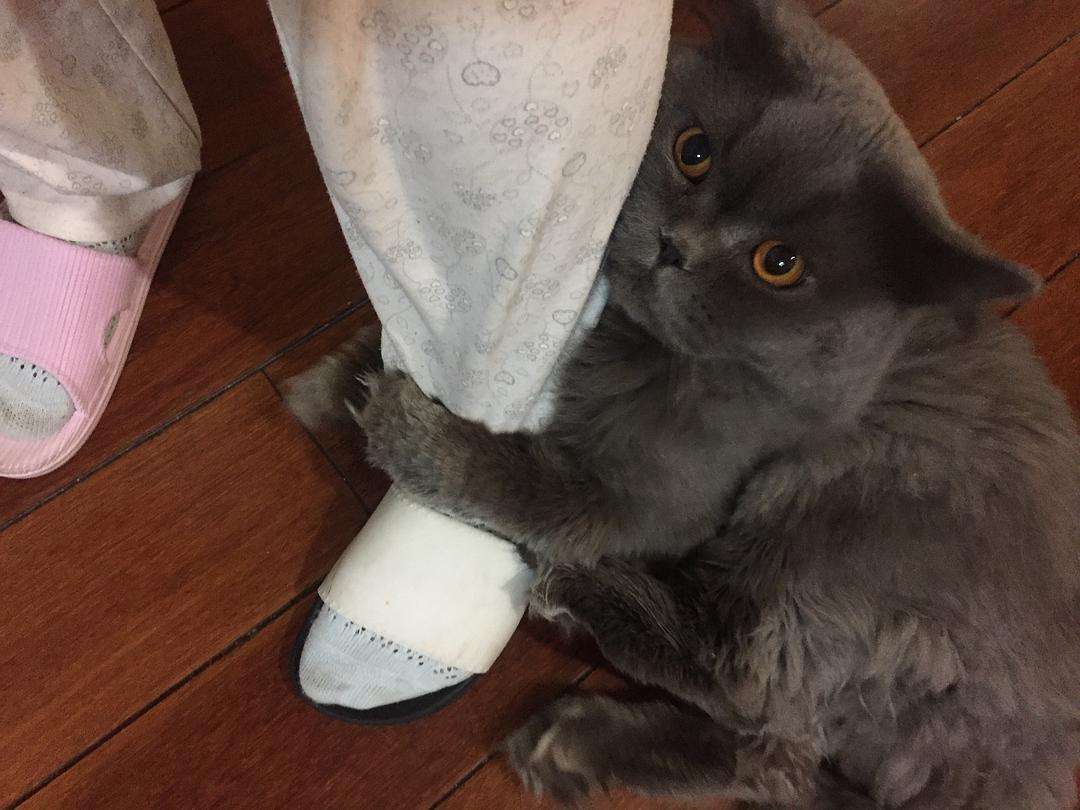 英短猫怎样才能哄好,英短猫抓你腿什么意思