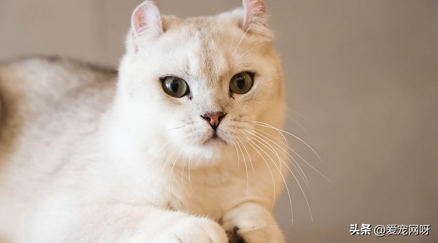 猫咪品种大全及图片,猫咪品种大全视频