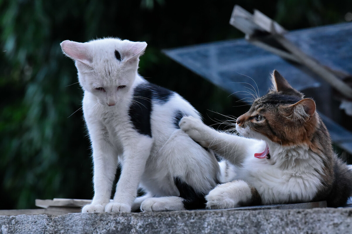 金星在十二星座的位置,金星在十二星座的爱情观