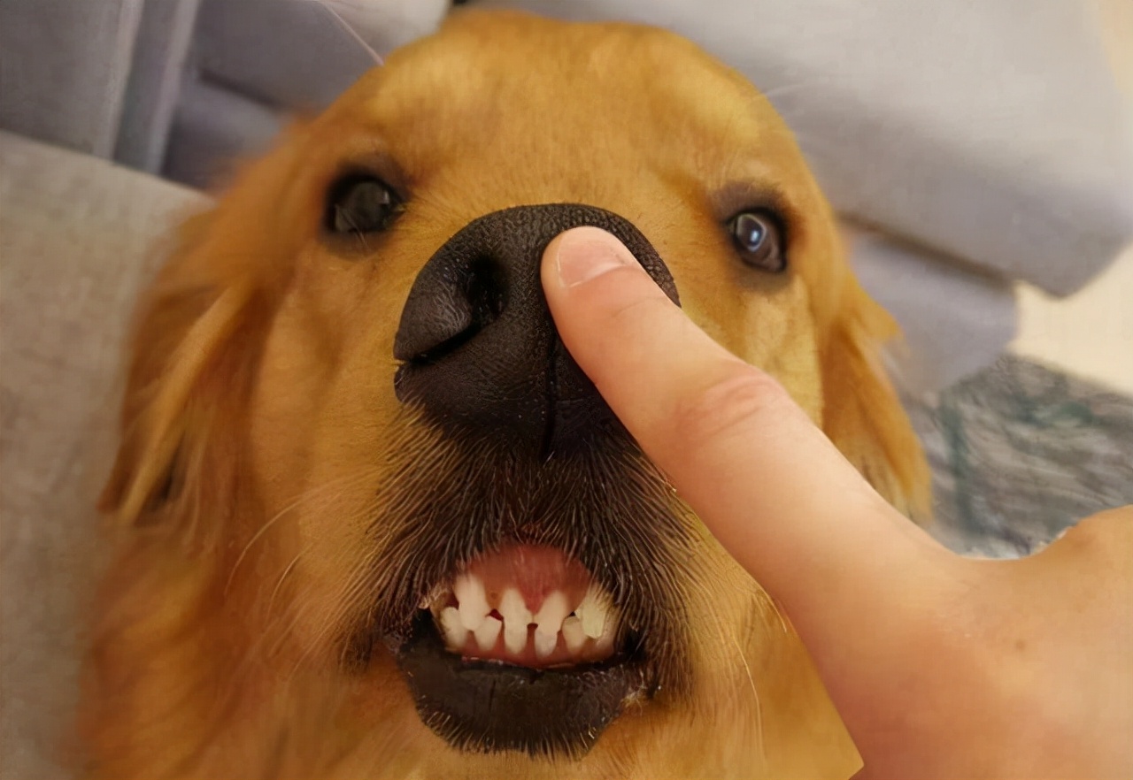 狗狗不停舔舐毛发,狗狗舔舐主人是什么意思