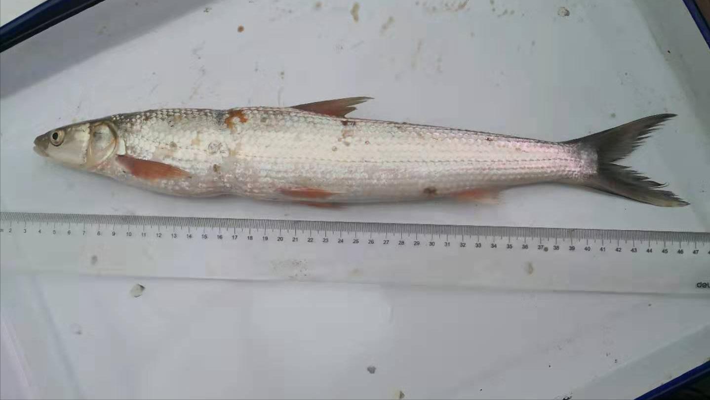 长江出现神秘物种“鳤”,长江禁渔出现新物种