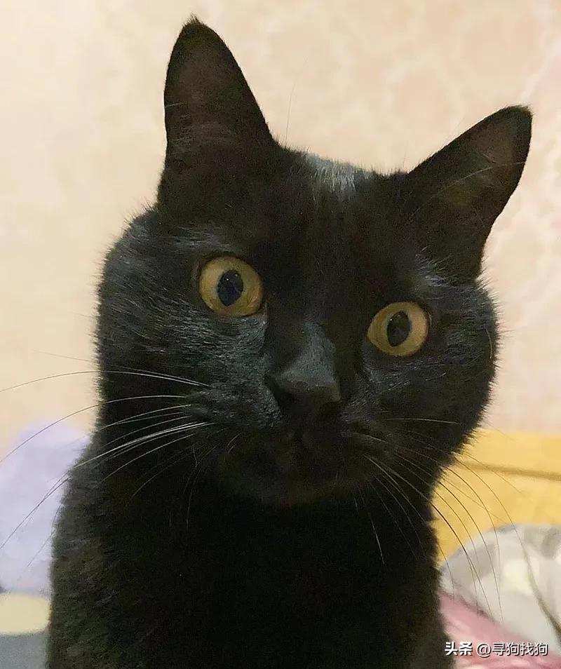 晋江市寻找黑猫,苏州黑猫最新寻猫启事