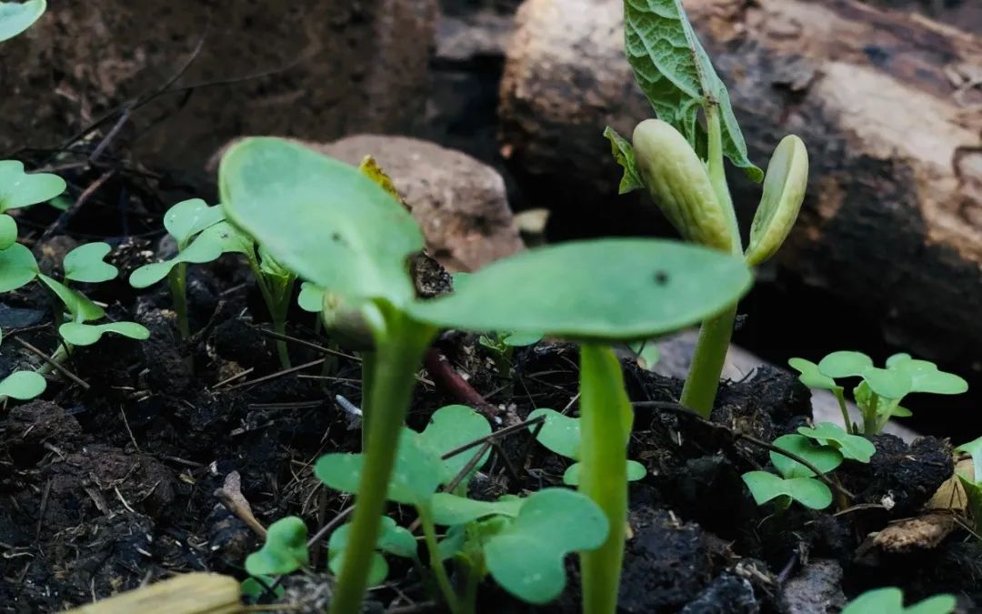 绿美太邑蔬香校园