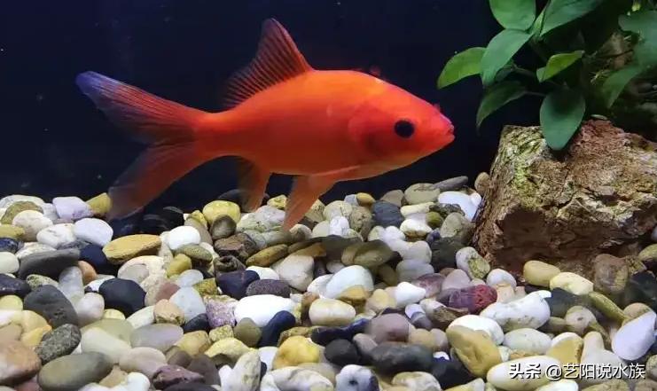 什么金鱼适合新手养的,新手比较适合养的金鱼