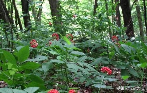 棒槌典故,棒槌是什么地方的方言