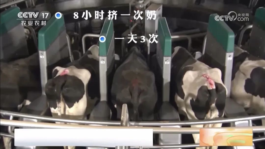 快来围观！坐着“旋转木马”挤奶的“牛”场面你见过吗？