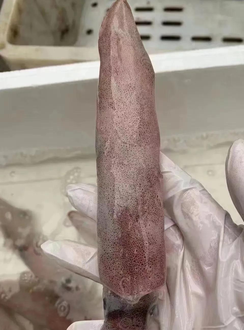 舟山美食海鲜面鱼肠,大连海鲜笔管鱿鱼