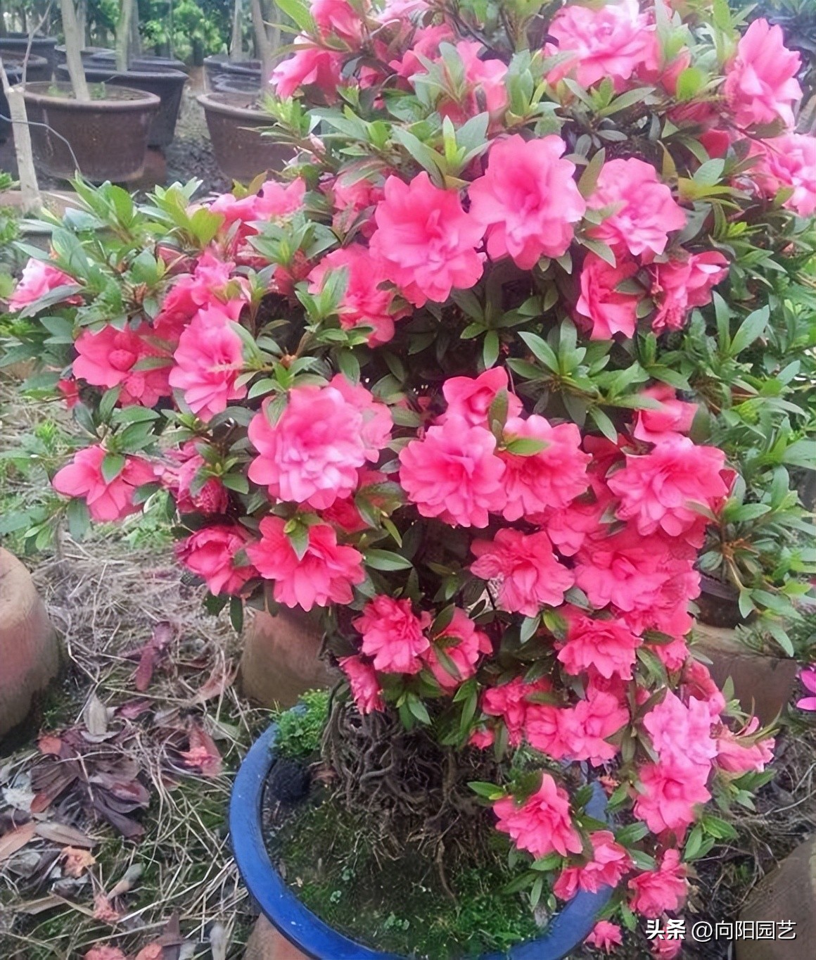 杜鹃花爆盆冬季怎么养好,杜鹃花养殖方法用肥和浇水