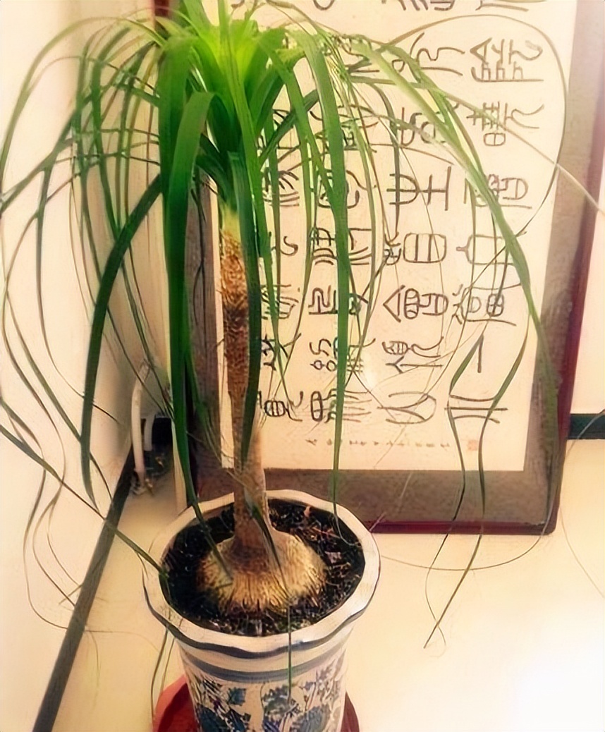 房子养什么绿植好,什么小绿植适合进新房养