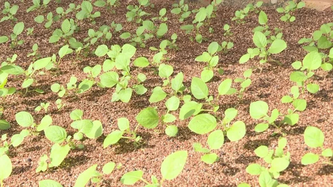 土蛋蛋变金蛋蛋千亩马铃薯喜丰收,甘肃金蛋蛋马铃薯