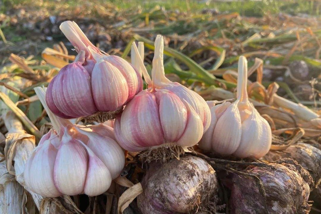哪里的大蒜最好吃排行,哪种蒜最好吃