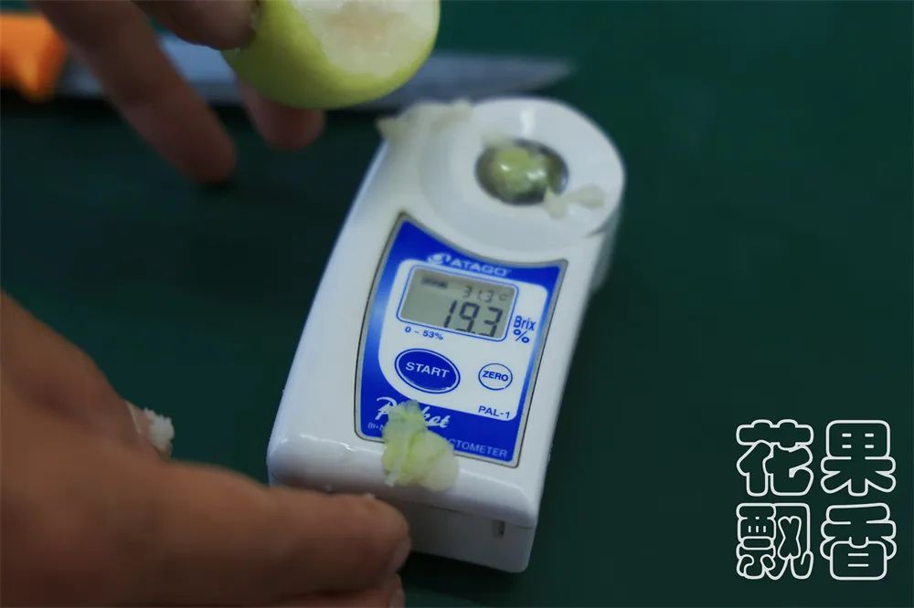 苹果枣，一颗冉冉升起的水果新星