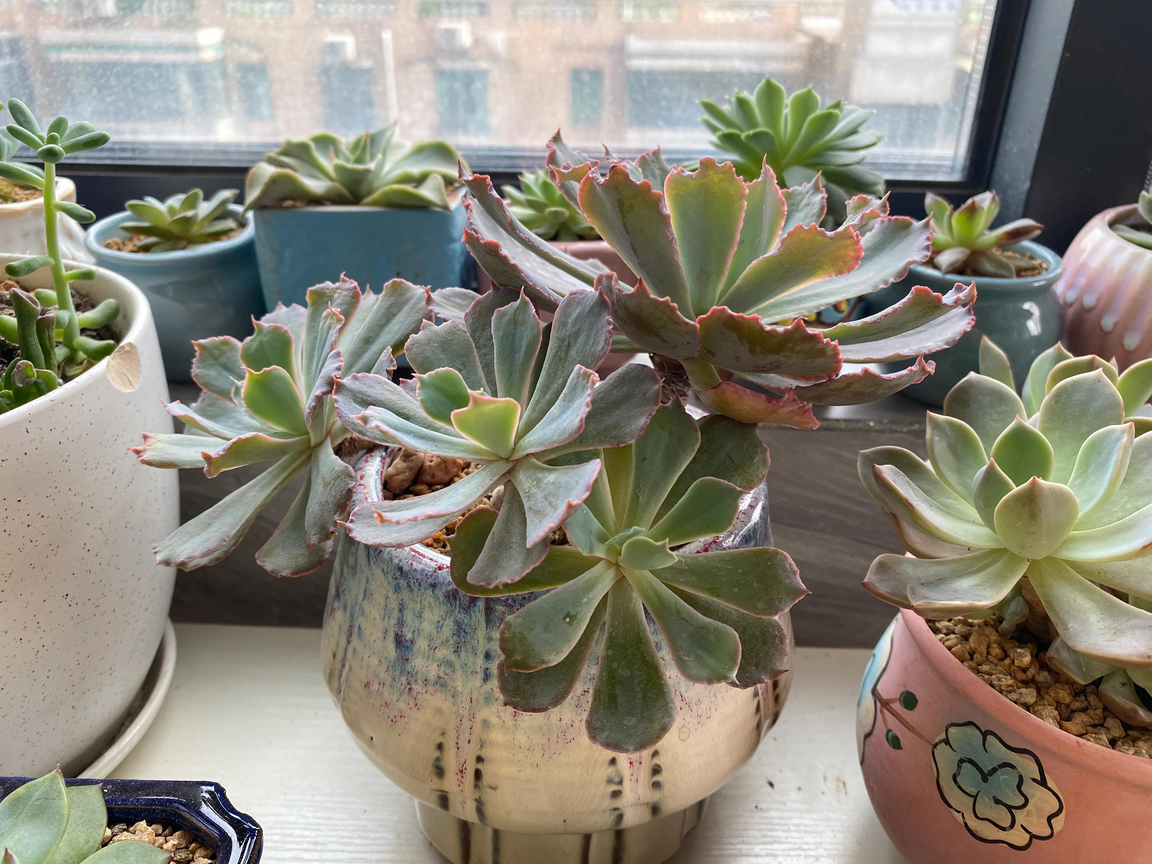 五月的颜色作文,五月的颜色对照表