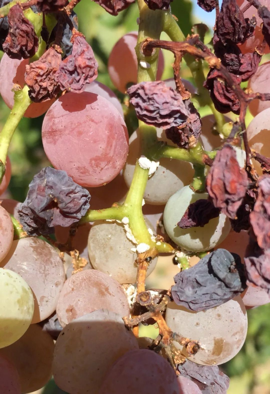 什么植物最爱招蚧壳虫,蚧壳虫会把绿植主干危害成啥样子