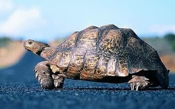 千年的王八万年的龟经典语录,千年王八万年龟下一句人生智慧