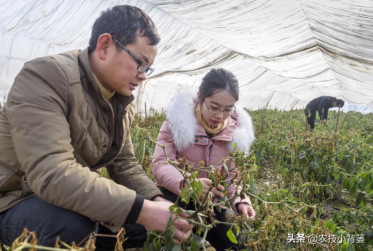 预防作物冻害最好的防冻剂,植物冻害了还能用防冻剂吗