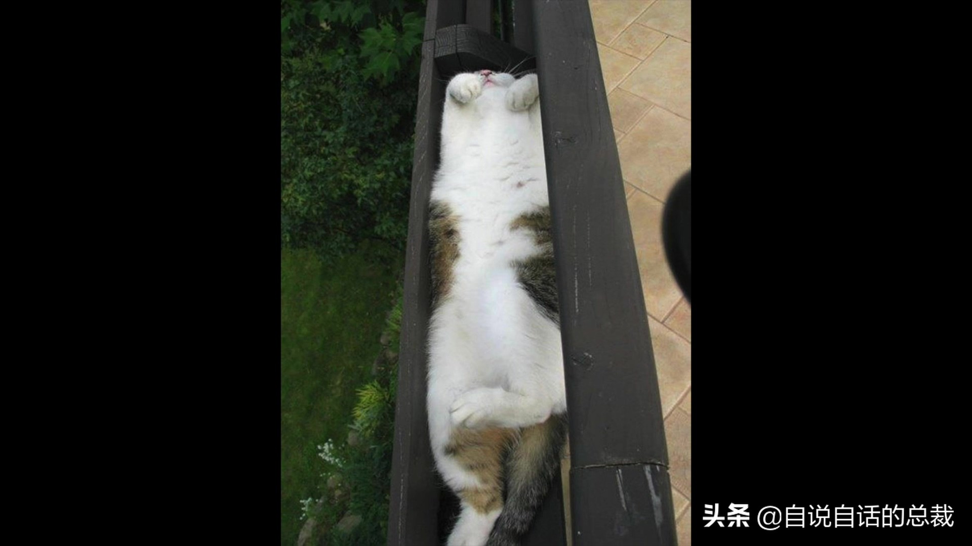 液体猫是真的吗,为什么都说猫咪是液体猫