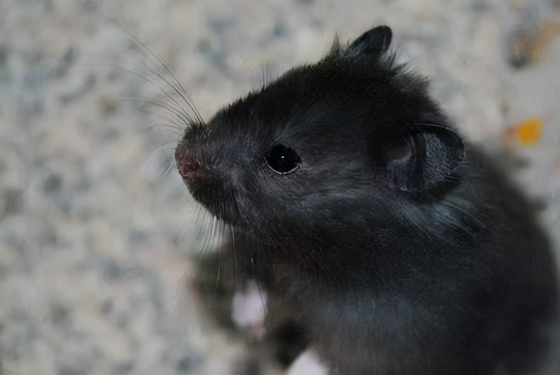 软熊橘橘的仓鼠视频,什么熊仓鼠温顺亲人可以养的