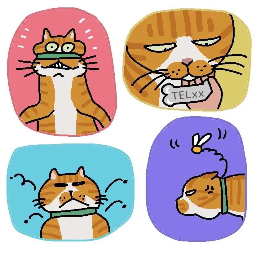 再见了，项圈，再也不见！