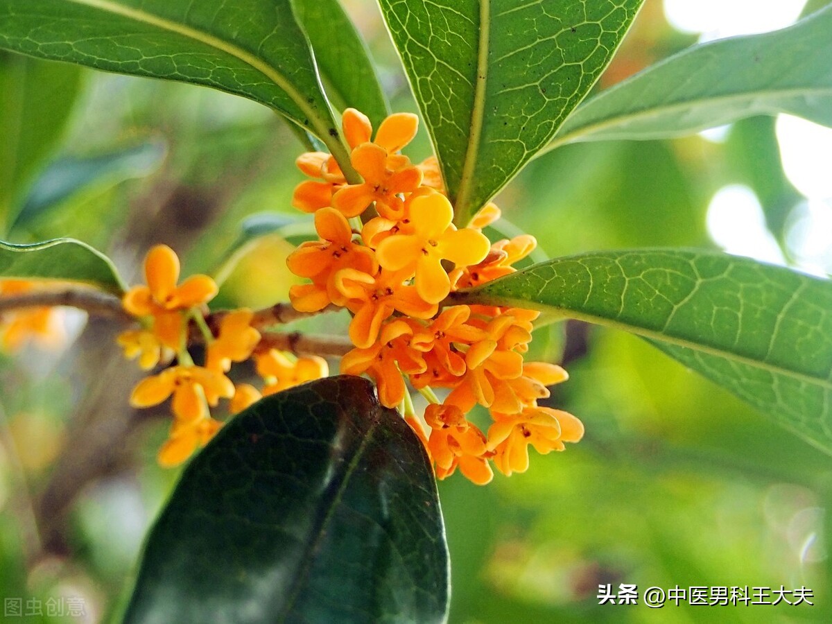 宗筋不坚是哪里出了问题,宗筋不充是什么原因导致的