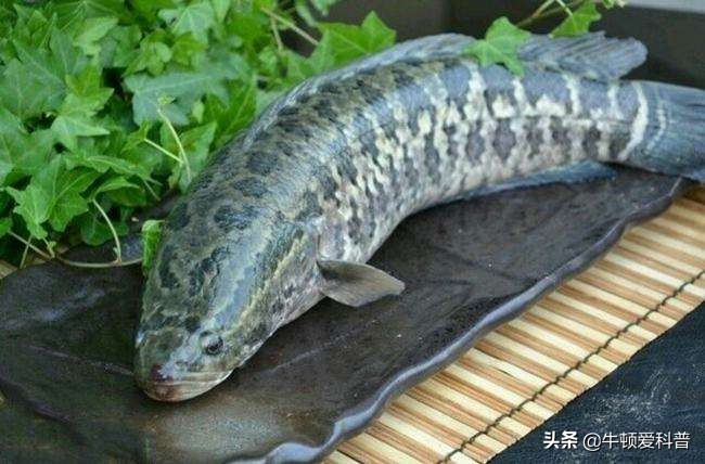 蛇头鱼在美国泛滥成灾，重达200斤体肥如猪，威力远超亚洲鲤鱼