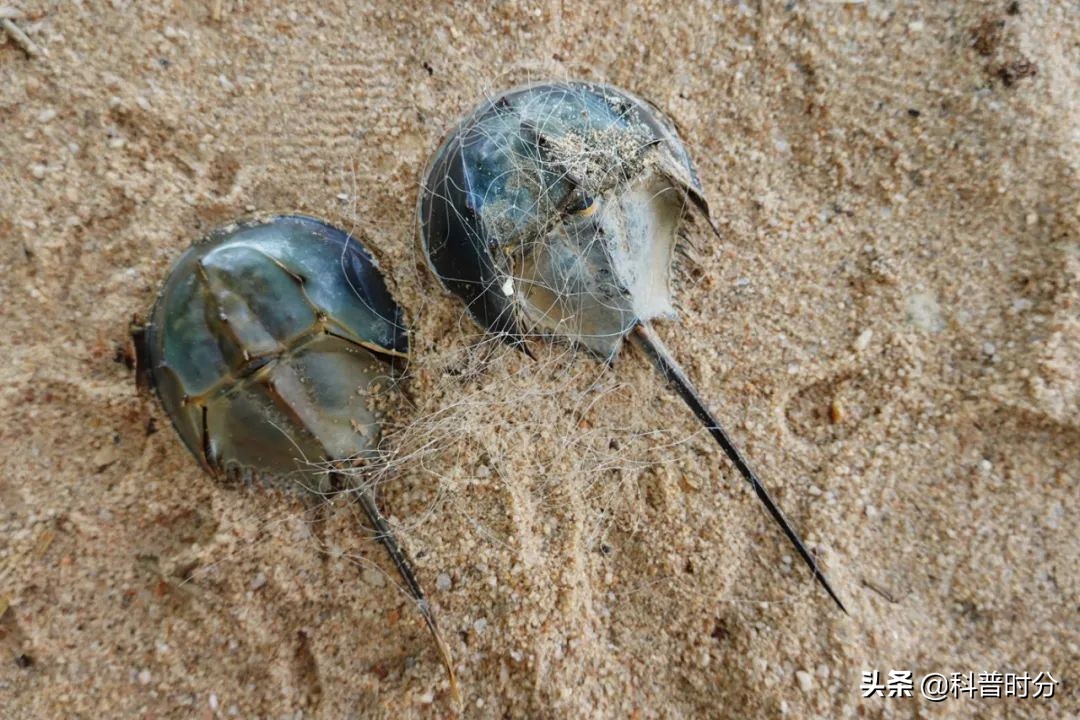 4亿多年蓝色血液引人类陷入绝境,4亿岁生物被疯狂抽血