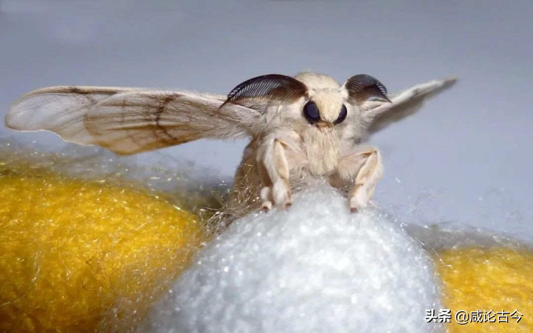 蚕宝吐丝要多久,蚕吐丝主要在哪个阶段