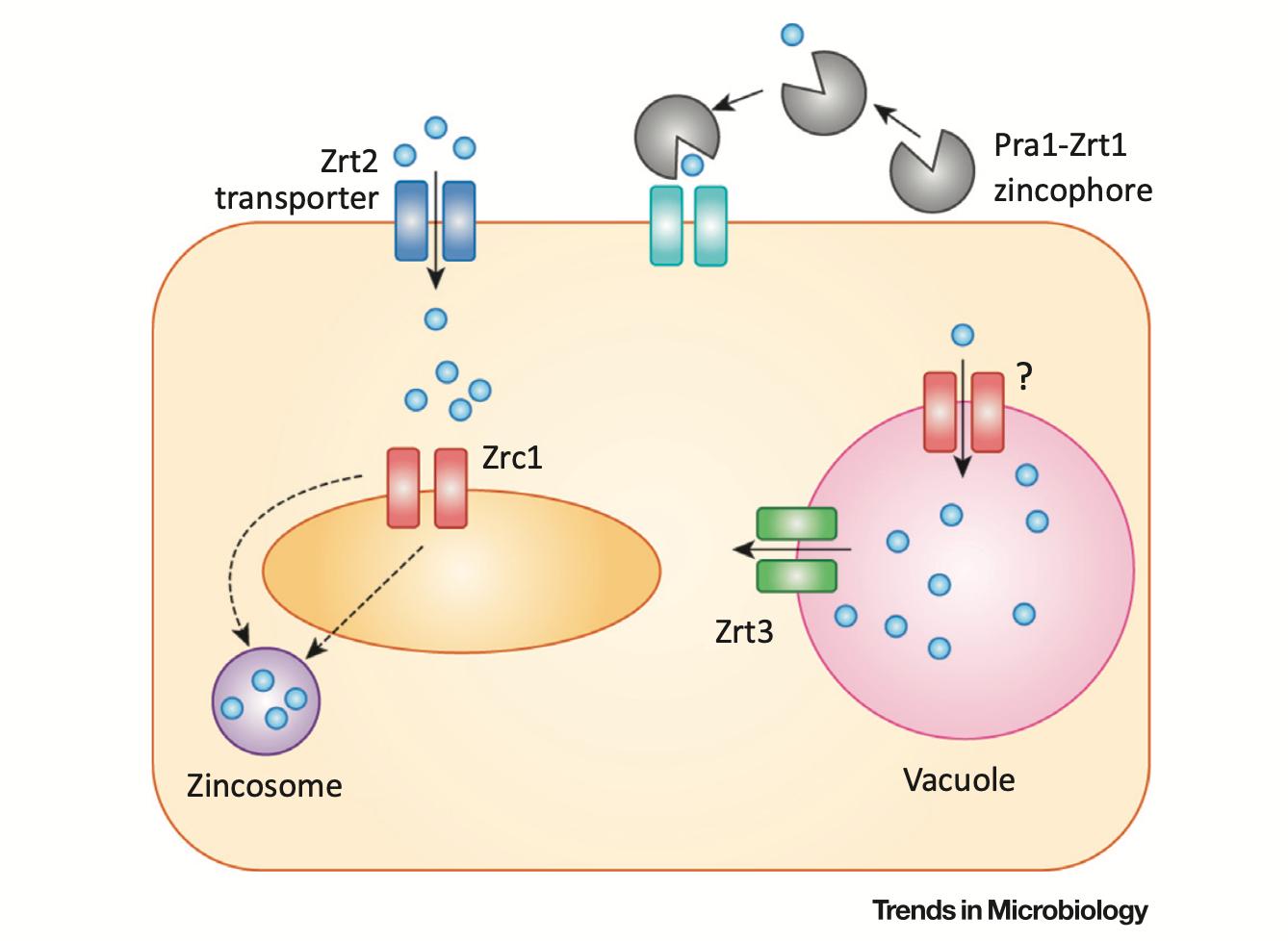 听菌说|白色念珠菌：一览疾病危害与潜在新疗法