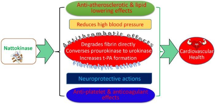 各种消化酶的作用,消化酶由哪些产品组成