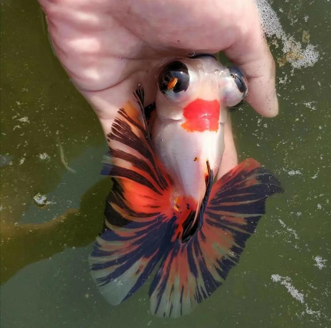 想要养金鱼怎么样才能把金鱼养好,养金鱼的正确方法和注意什么