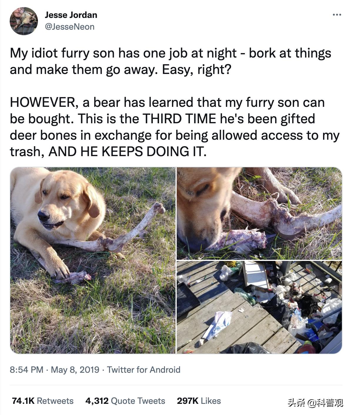 黑龙江两头黑熊,户外偶遇跟踪的黑熊该如何应对