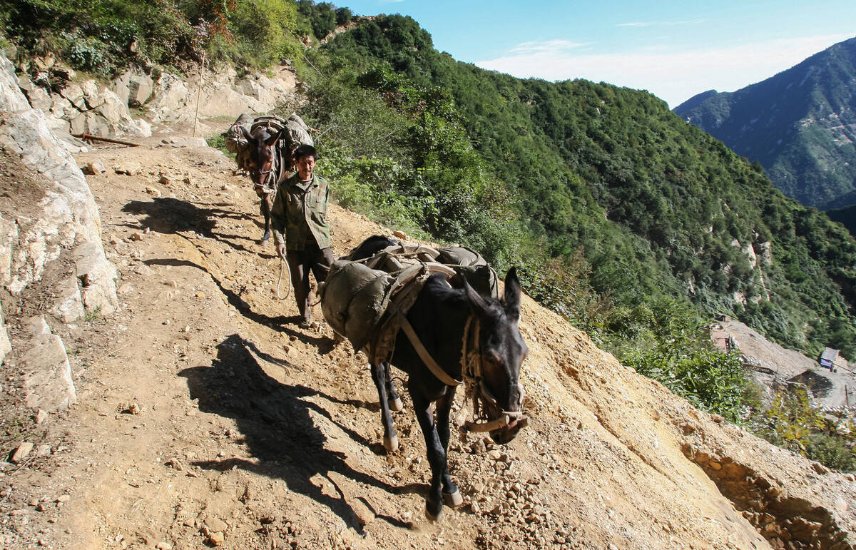 驴和马是杂交育种吗,马和驴是杂交育种吗