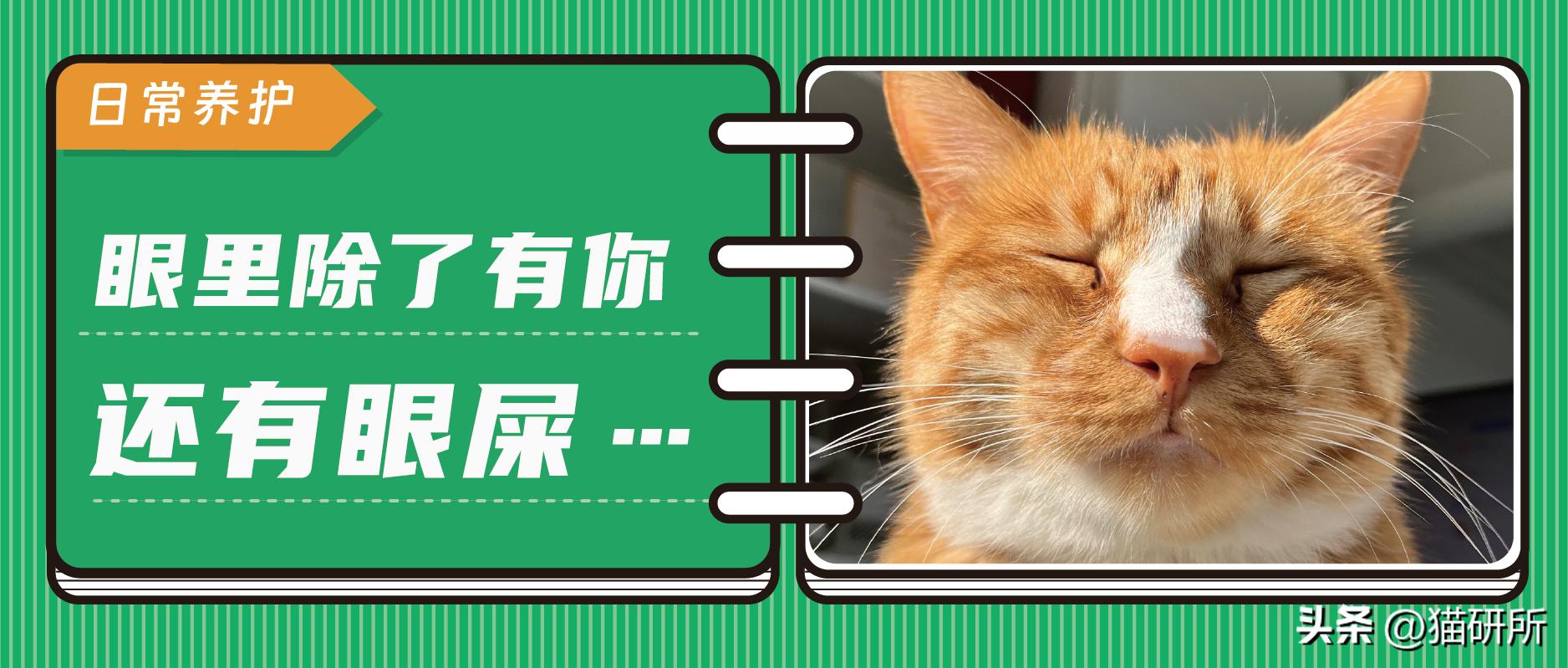 猫咪流泪有眼屎该吃什么药,猫咪有红褐色的眼屎正常吗