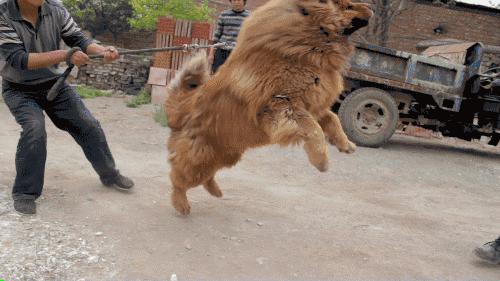 被列入禁养名单的狗,自己养的狗是禁养犬应该怎么处理