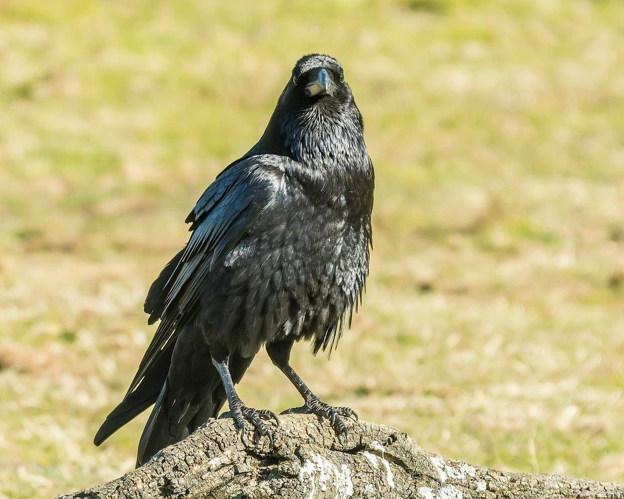 为什么日本人喜欢吃生鱼,为什么日本人吃生肉不会生病