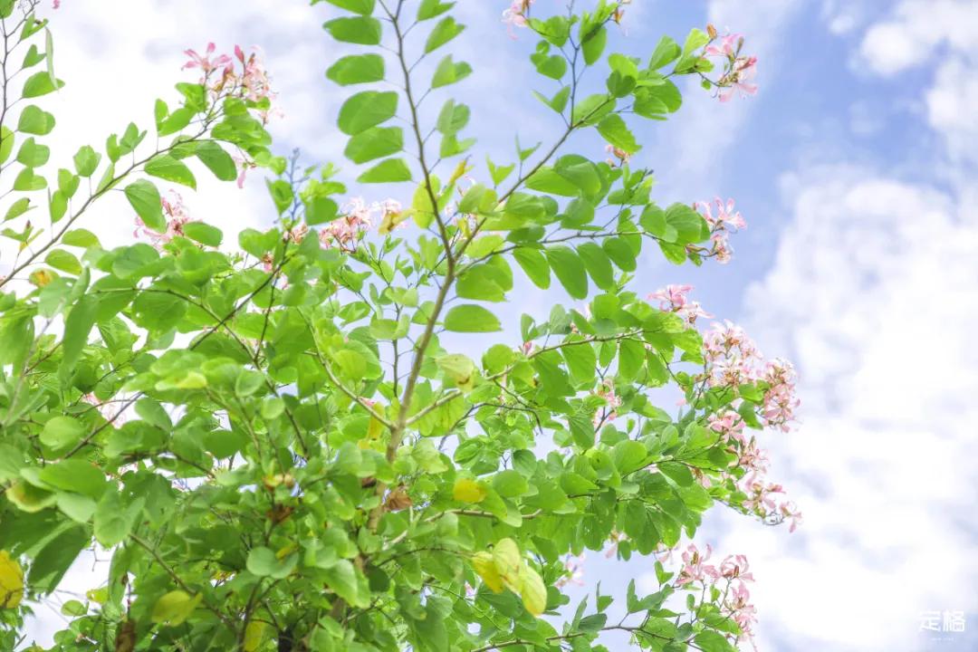 深圳百米长「纯白登山梯」，打卡绝了