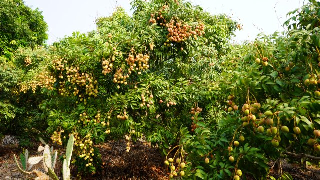 元江三月红早熟荔枝上市,云南元阳三月红荔枝抢鲜上市