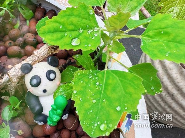 阴雨渐退下周宁波暖阳重返！杨柳飞絮期也要来了