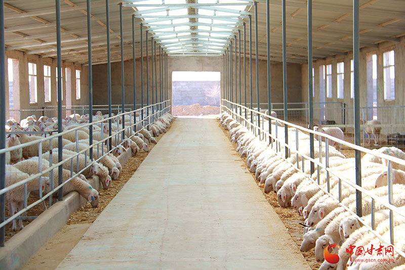 养羊脱贫致富的文章,民勤特产作文怎么写好