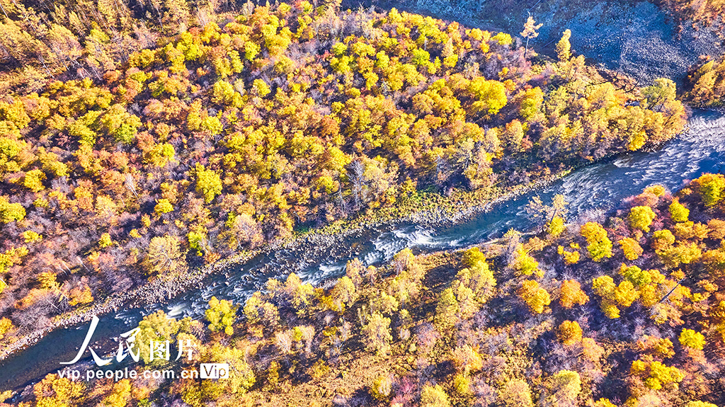 内蒙阿尔山美景视频,阿尔山国家森林公园的秋色