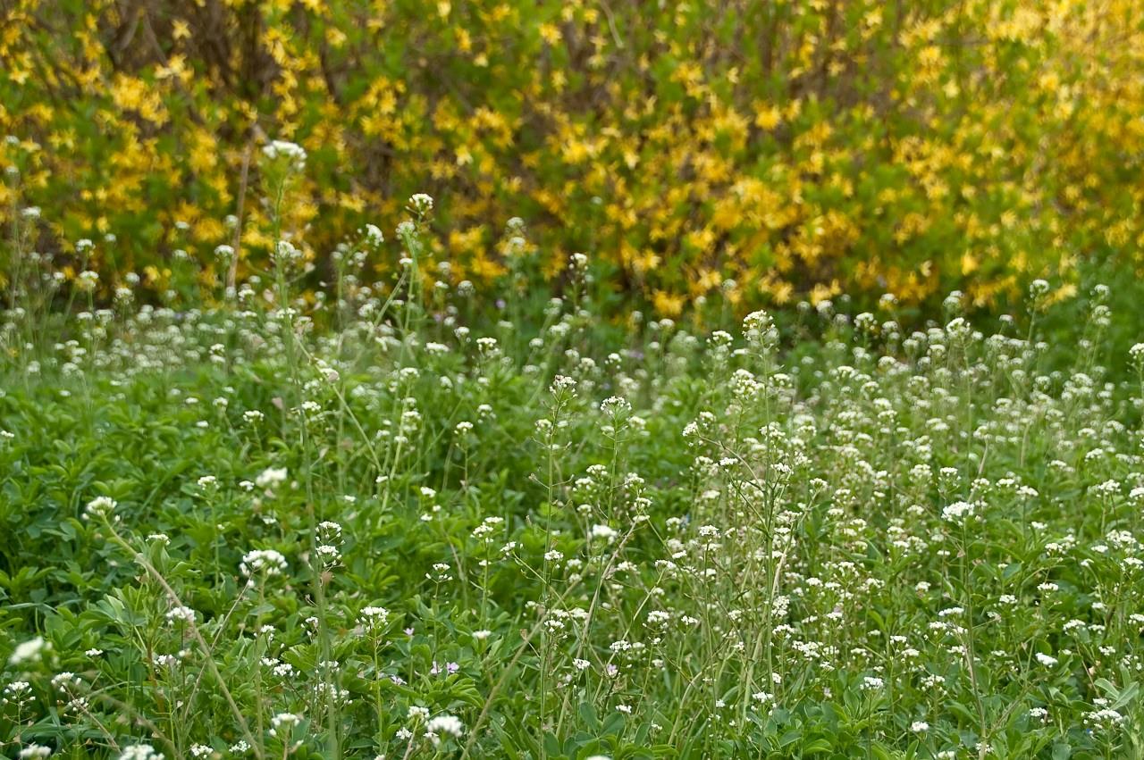 10种钙含量比牛奶高的蔬菜,哪些蔬菜含维生素d和钙最多
